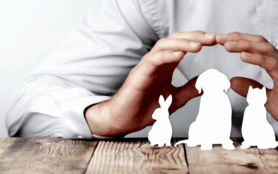 Köpek Pansiyonlarında Güvenlik İçin Alınması Gereken Önlemler