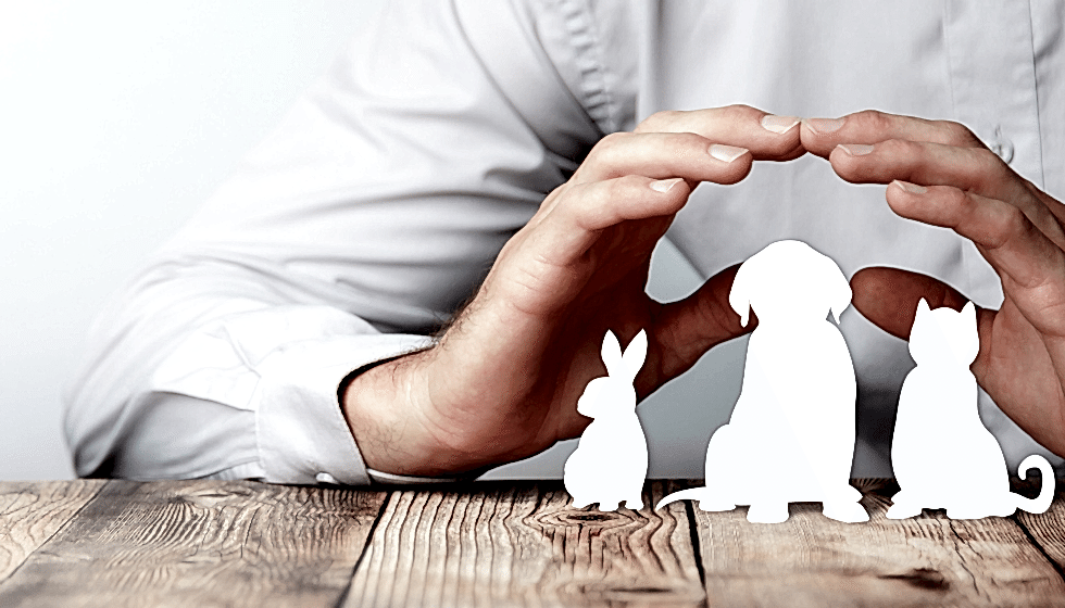 Köpek Pansiyonlarında Güvenlik İçin Alınması Gereken Önlemler